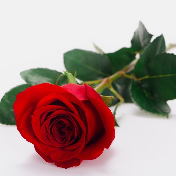 Rote Rose aufgebunden Bild 1